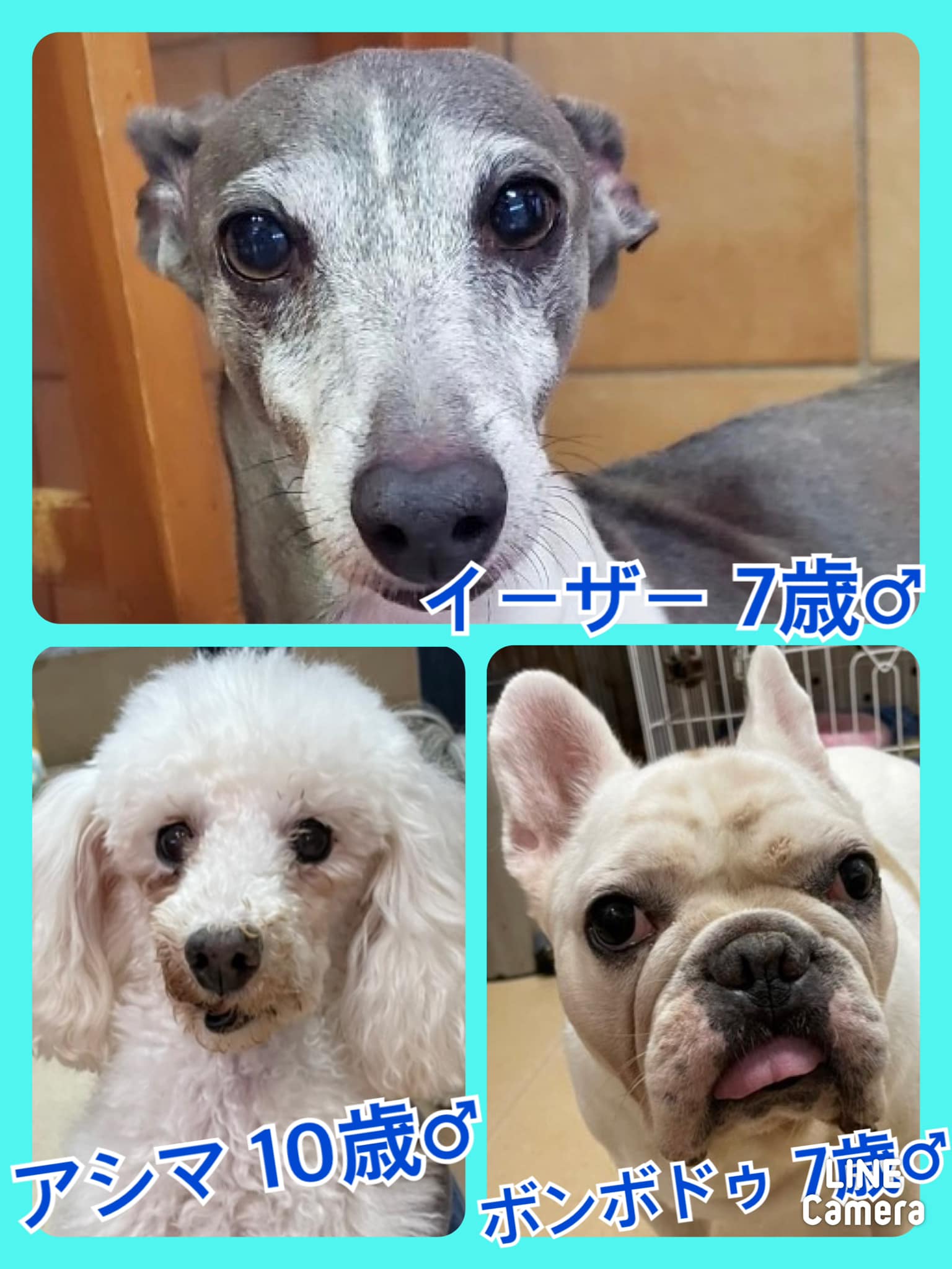 🐾今日の里親様募集中ワンコ🐶メンバーです🐾2021,11,23